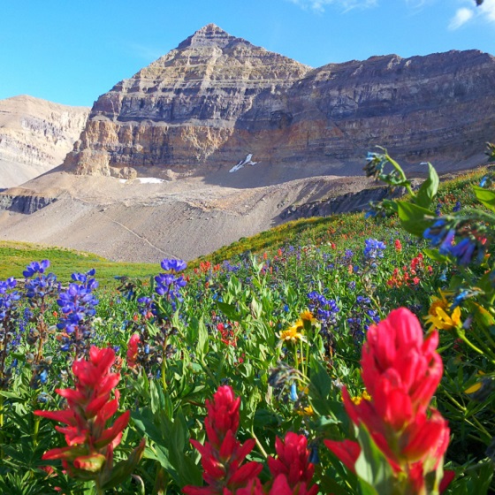 Salt Lake Valley UT Real Estate Homes for Sale in Salt Lake Valley UT